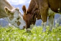 Brown and White flecked Cows in the European Alps Royalty Free Stock Photo