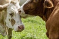 Brown and White flecked Cows in the European Alps Royalty Free Stock Photo