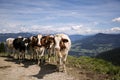 Brown and White flecked Cows in the European Alps Royalty Free Stock Photo