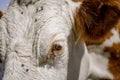 Brown and White flecked Cows in the European Alps Royalty Free Stock Photo