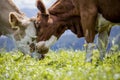 Brown and White flecked Cows in the European Alps Royalty Free Stock Photo