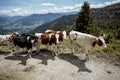 Brown and White flecked Cows in the European Alps Royalty Free Stock Photo