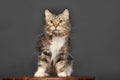 Brown with white fluffy cat in the studio Royalty Free Stock Photo