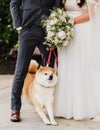 Brown-white fluffy dog with stretched-forward legs between the bride and bridegroom Royalty Free Stock Photo