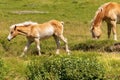 Brown and white foal and horse in Alpine pasture Royalty Free Stock Photo