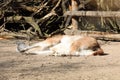 Lama alpaca lying in dust