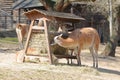 Lama alpacas feeding on hay