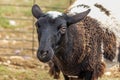 brown and white goat with a black head Royalty Free Stock Photo