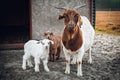 Brown and white goat family. Mother goat standing with small goat kids in front of their farmhouse