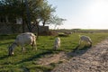 Brown and white goat in field, free. Steep goats. Goats eating grass. Goat on a pasture Royalty Free Stock Photo