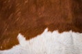 Brown and white goat fur background texture Royalty Free Stock Photo