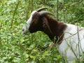 Brown white goat grazing on a meadow Royalty Free Stock Photo