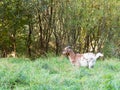 Brown white goat grazing on a green meadow Royalty Free Stock Photo