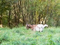 Brown white goat grazing on a green meadow Royalty Free Stock Photo