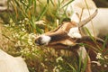 Brown and white goat grazing on small daises in a grassy field Royalty Free Stock Photo