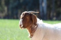 Brown and White Goat with Horns