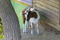 Brown white goat with rigid gaze Royalty Free Stock Photo