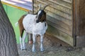 Brown white goat with rigid gaze Royalty Free Stock Photo