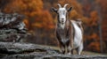 Brown and White Goat on Rocks in Autumn Woods Royalty Free Stock Photo