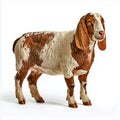 A full body shot of a brown and white goat standing on a white background in a studio setting alone Royalty Free Stock Photo