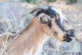 a brown and white goat with very large horns standing in dry grass Royalty Free Stock Photo