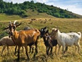 Brown and white goats on a meadow at summer sunny day, Pester plateau Royalty Free Stock Photo