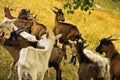 Brown and white goats on a meadow at summer sunny day, Pester plateau Royalty Free Stock Photo