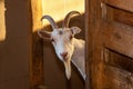 Brown and white goats Royalty Free Stock Photo
