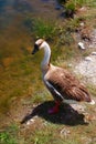 Brown and White Goose Royalty Free Stock Photo