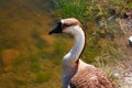 Brown and White Goose Royalty Free Stock Photo