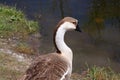 Brown and White Goose Royalty Free Stock Photo