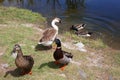 Brown and White Goose Royalty Free Stock Photo