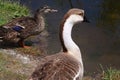 Brown and White Goose Royalty Free Stock Photo