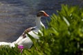 Brown and white goose on the background of the lake Royalty Free Stock Photo