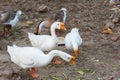 Brown and white goose in farm Royalty Free Stock Photo