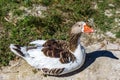 Brown-white goose Royalty Free Stock Photo