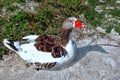 Brown-white goose Royalty Free Stock Photo