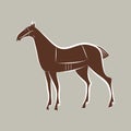 Brown and white graceful noble horse isolated