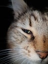 Brown, white, grey and black detail on a cat face against a black background Royalty Free Stock Photo