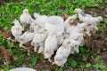 Brown and white group small brama chickens at the feeder household poultry farming Royalty Free Stock Photo