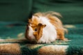 Brown and white guinea pig sitting