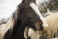 Brown and white gypsy horse eye and head close up in Grantham,Uk. Royalty Free Stock Photo