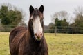 Brown and white Gypsy Vanner horse head portrait Royalty Free Stock Photo