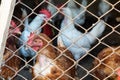 Brown and white hens behind blurry wire fence. Chicken farm.  Animal protection concept Royalty Free Stock Photo