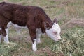 Brown and white hereford calf