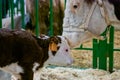 Brown and white Holstein cow at agricultural animal exhibition, trade show Royalty Free Stock Photo