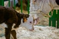 Brown and white Holstein cow at agricultural animal exhibition, trade show Royalty Free Stock Photo