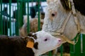 Brown and white Holstein cow at agricultural animal exhibition, trade show Royalty Free Stock Photo