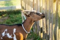 A brown and white home horned goat stands near a fence Royalty Free Stock Photo