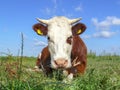 Brown and white horned cow lying in the pasture, looking insinuatingly and a blue sky